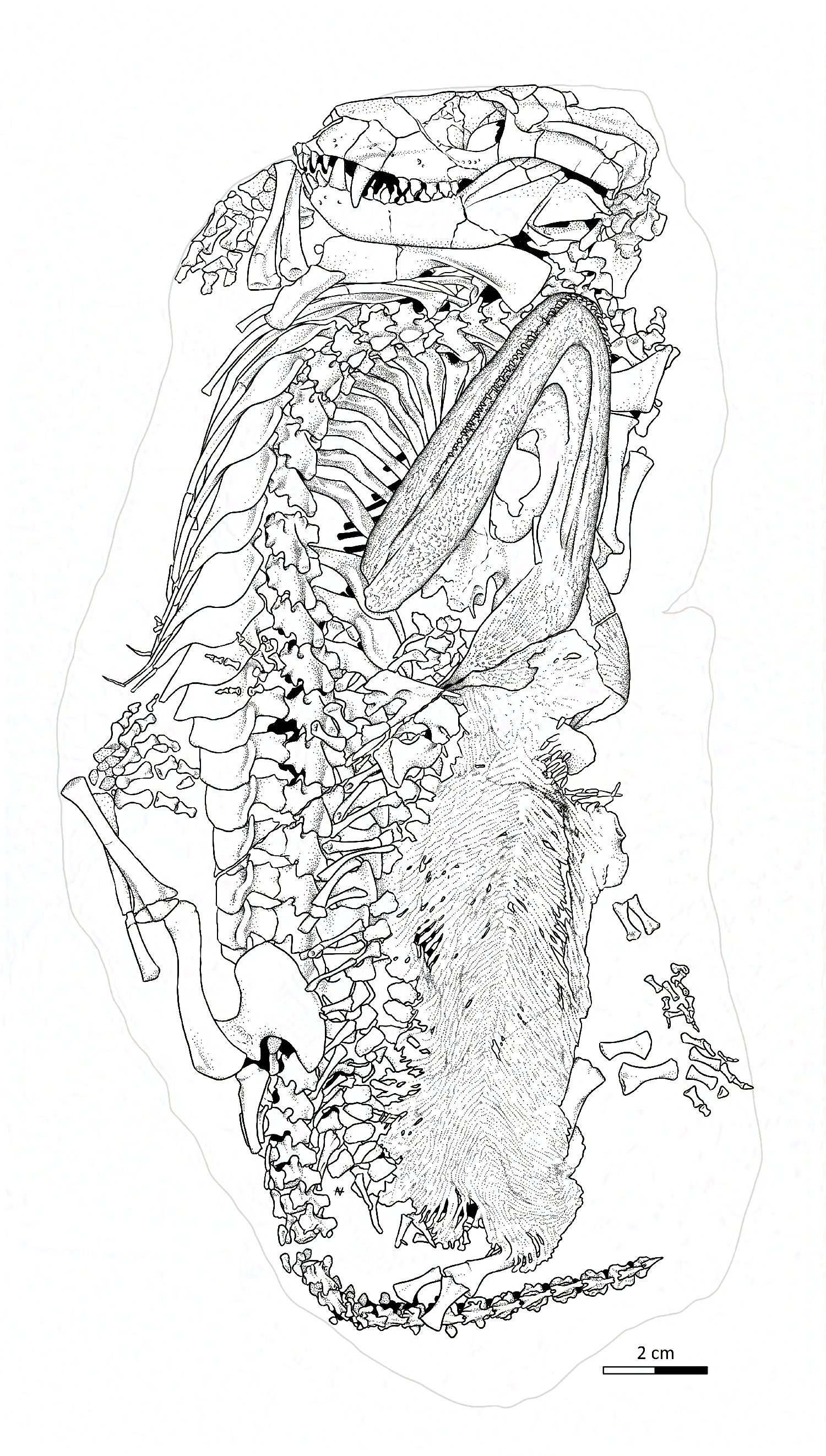 Dessin technique de fossiles d'un Thrinaxodon et d'un Broomistega